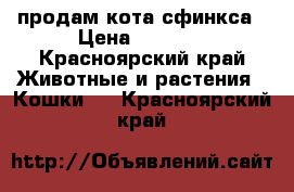 продам кота сфинкса › Цена ­ 2 000 - Красноярский край Животные и растения » Кошки   . Красноярский край